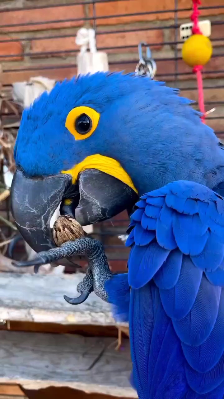 Hiquot Shots Short Video||Hyacinth Macaw parrots hiquota.com
