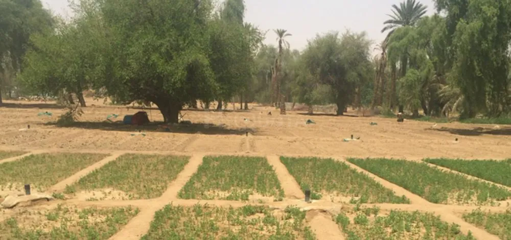 مزرعه للبيع منطقة الفلاح الشارقة