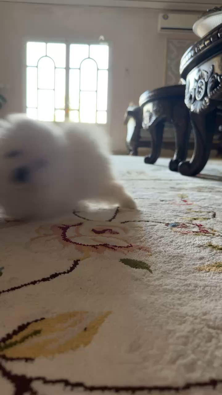 Hiquot Shots Short Video||ابوظبي - الفلاح hiquota.com