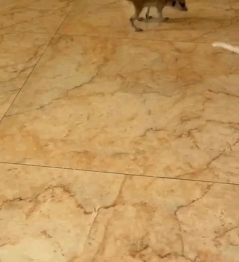 Hiquot Shots Short Video||Meerkat Babies Male And Female hiquota.com