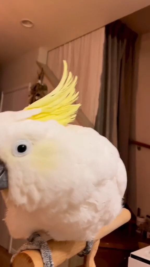 Hiquot Shots Short Video||Adorable Cockatiel parrots looking for good forever home hiquota.com