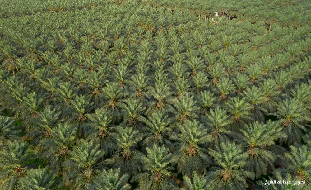 مزرع للبيع في الشارقة (منطقة الفلاح الزراعية )